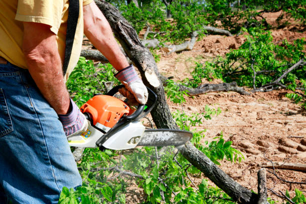 The Steps Involved in Our Tree Care Process in Holualoa, HI